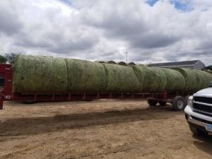 Hay Auction