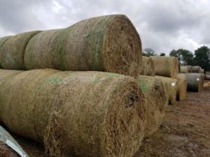 Hay Auction